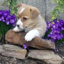 Puppies for sale , welsh corgi, pembroke - Finland, Kotka