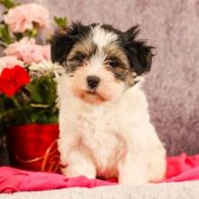 Puppies for sale havanese - Sweden, Esbjerg