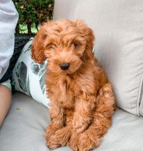 Puppies for sale other breed, cockapoo - Ireland, Dublin