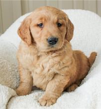 Puppies for sale golden retriever - Italy, Ancona