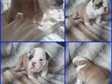 Puppies for sale english bulldog - Italy, Rome. Price 10 €