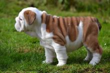 Puppies for sale english bulldog - Cyprus, Paphos