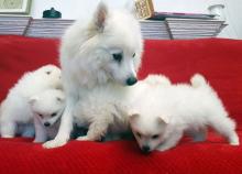 Puppies for sale japanese spitz - Cyprus, Limassol