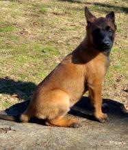 Puppies for sale other breed, belgian malinois - Cyprus, Limassol