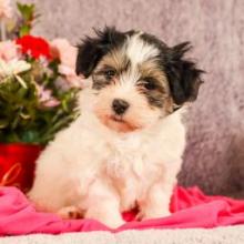 Puppies for sale havanese - Canada, Ontario