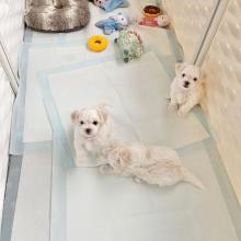 Puppies for sale maltese - Denmark, Odense