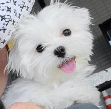 Puppies for sale maltese - Italy, Turin