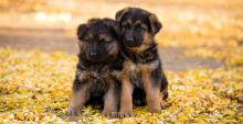 Puppies for sale german shepherd dog - Italy, Turin