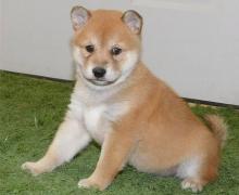 Puppies for sale , shiba inu - Malta, Valletta