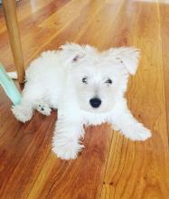 Puppies for sale west highland white terrier - Ireland, Waterford