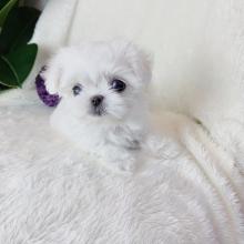 Puppies for sale maltese - Denmark, Odense