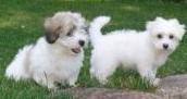 Puppies for sale other breed, coton de tulear - Cyprus, Limassol