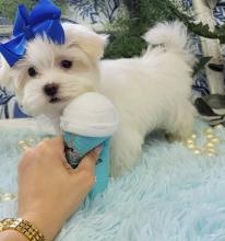 Puppies for sale maltese - Russia, Kursk