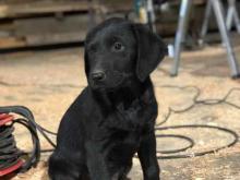 Puppies for sale labrador - Germany, Sprout. Price 10 €