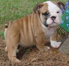 Puppies for sale english bulldog - Cyprus, Protaras