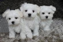 Puppies for sale maltese - Poland, Warsaw