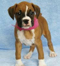 Puppies for sale boxer - Cyprus, Limassol