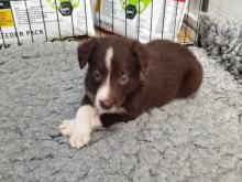 Puppies for sale border collie - Slovenia, Belgrade. Price 12 €