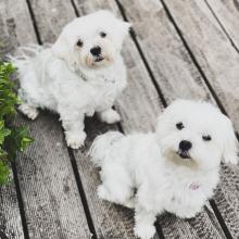 Puppies for sale maltese - Denmark, Odense