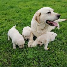 Puppies for sale labrador retriever - Russia, Ussuriysk