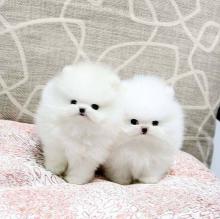 Puppies for sale , teacup pomeranian - Armenia, Vanadzor