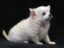 Puppies for sale chihuahua - Denmark, Kopenagen. Price 11 €