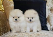 Puppies for sale pomeranian spitz - Ireland, Roscommon