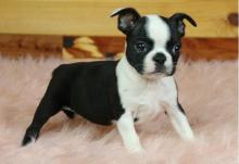 Puppies for sale boston terrier - Cyprus, Limassol