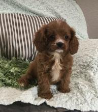 Puppies for sale , cavapoo - Finland, Lahti