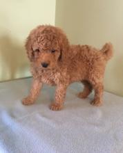 Puppies for sale mixed breed, goldendoodle - Cyprus, Limassol