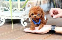 Puppies for sale poodle - Netherlands, Amsterdam