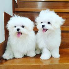 Puppies for sale maltese - Denmark, Odense