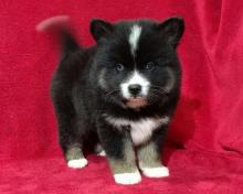 Puppies for sale mixed breed, pomsky - Greece, Thessaloniki