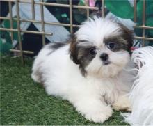 Puppies for sale shih tzu - Denmark, Kopenagen