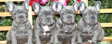 Puppies for sale french bulldog - Austria, Vienna. Price 11 €