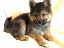 Puppies for sale pomeranian spitz - Finland, Helsinki. Price 11 €