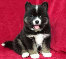 Puppies for sale mixed breed, pomsky - Cyprus, Limassol