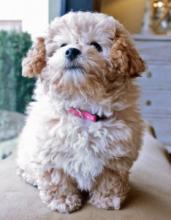 Puppies for sale poodle - Netherlands, Amsterdam