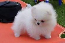 Puppies for sale pomeranian spitz - France, Orleans