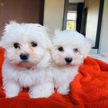 Puppies for sale maltese - Denmark, Odense