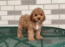 Puppies for sale mixed breed, cockapoo - Cyprus, Limassol