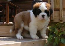 Puppies for sale other breed, saint bernard - Cyprus, Ayia Napa