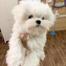 Puppies for sale maltese - Denmark, Odense