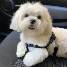 Puppies for sale maltese - Denmark, Odense