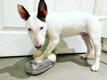 Puppies for sale bull terrier - Slovakia, Brno. Price 10 €