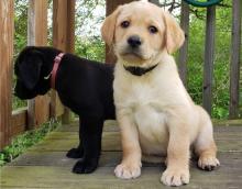 Puppies for sale labrador retriever - Cyprus, Ayia Napa