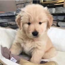 Puppies for sale golden retriever - Ireland, Sligo