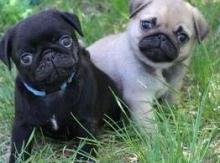 Puppies for sale pug - Cyprus, Limassol