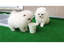 Puppies for sale pomeranian spitz - Finland, Alajarvi