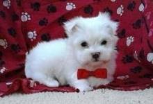 Puppies for sale maltese - Denmark, Odense